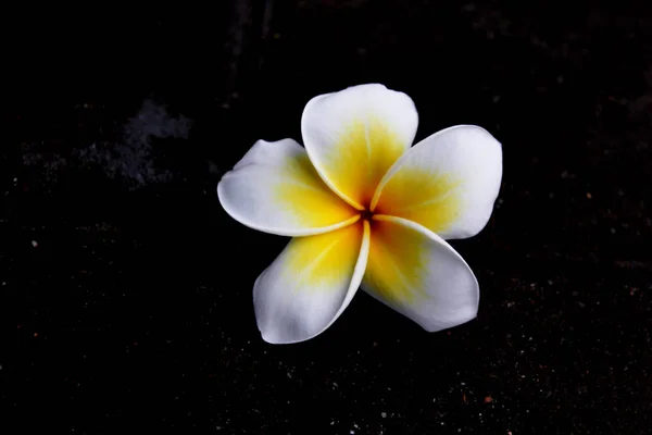 Tropikalne kwiaty. Plumeria. — Zdjęcie stockowe