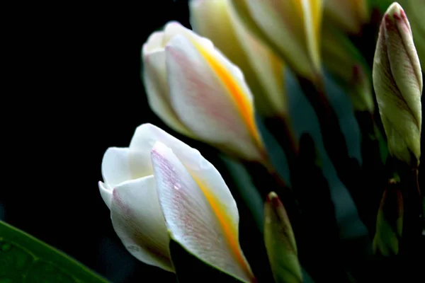 Fiori tropicali. plumeria . Foto Stock Royalty Free