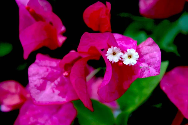 Flores tropicales. Arbusto rosado . — Foto de Stock