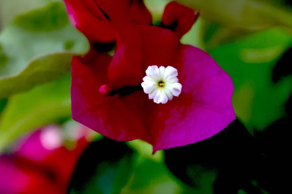 stock image tropical flowers. Pink bush.