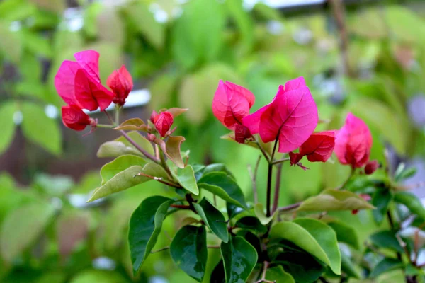 熱帯の花。ピンク色のブッシュ. — ストック写真