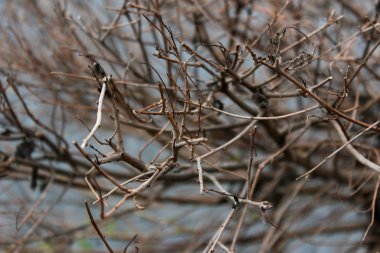 Rastgele aralıklı dalları