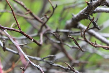 Rastgele aralıklı dalları