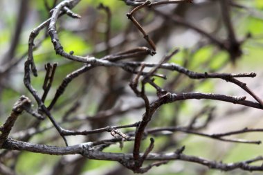 Rastgele aralıklı dalları