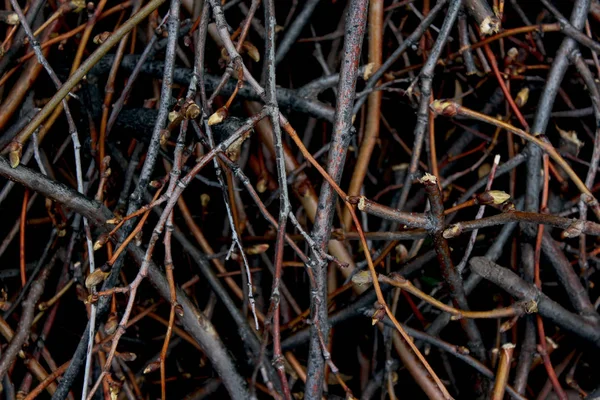 Rastgele aralıklı dalları