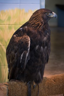 Altın bir levrek oturmuş, sonraki yemek arıyor kartal