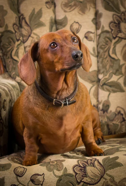 Dachshund perro perro perro salchicha lindo ojos tristes pelo corto — Foto de Stock