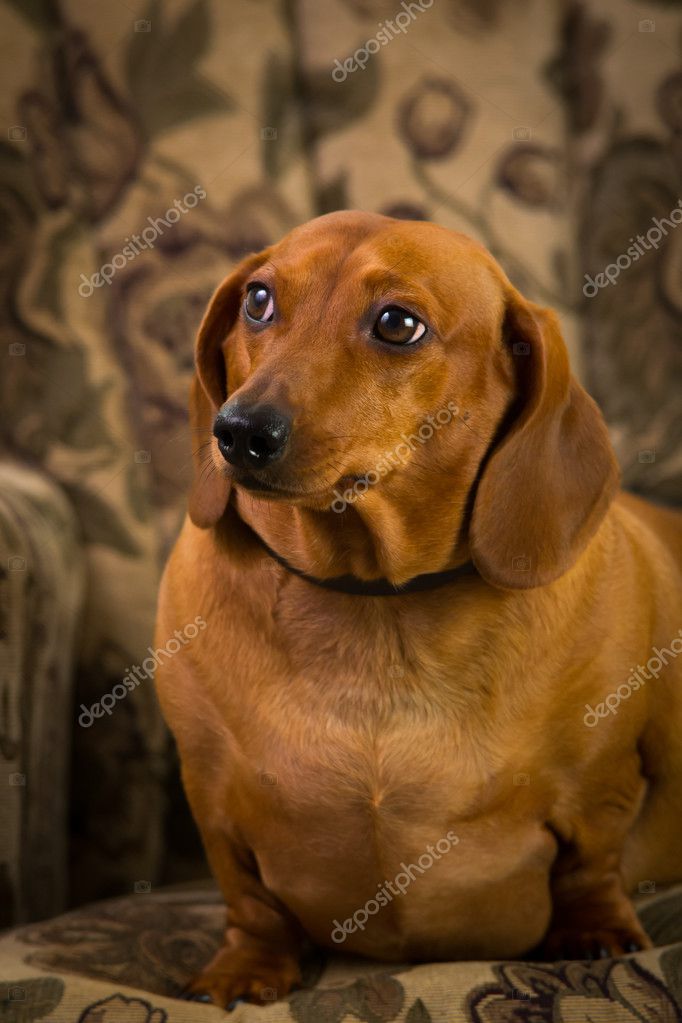 short hair weiner dog