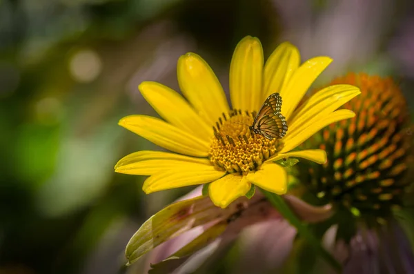 Rudbeckia 밝은 노란색 해바라기 꽃밭에 앉아 바둑의 나비. — 스톡 사진