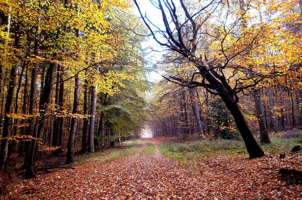 Барвистий осінній ліс — стокове фото