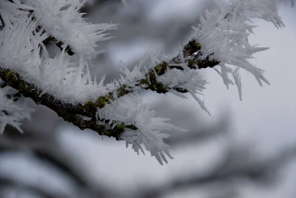 Dalları ile hoarfrost 