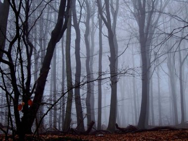 Hoarfrost dalları donmuş ağaçlar
