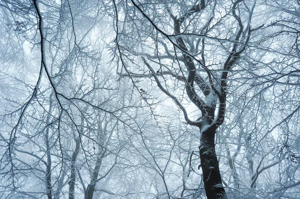 Lage hoek uitzicht op besneeuwde bos in een rustig winters tafereel — Stockfoto