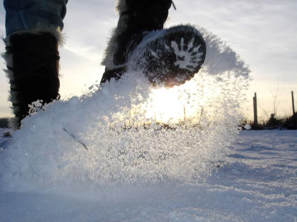 Soğuk bir kış sahnesinde Snowshoe zam