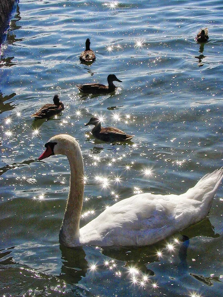 Ördek ve kuğu ile ışıltılı su