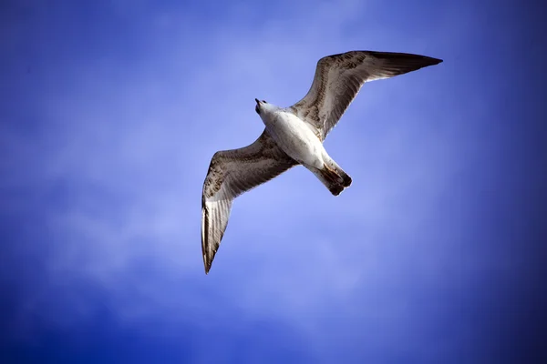 Seagull flight over bosphorus — Stock Photo, Image