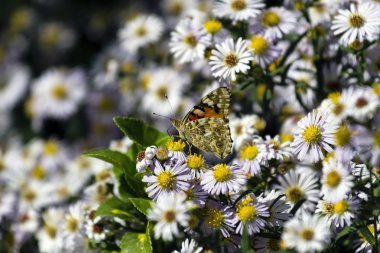 Kelebek papatya çiçek