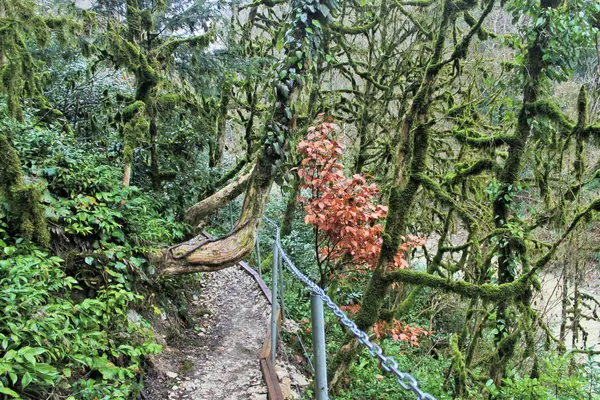 Reliquia Reserva de la Biosfera Caucásica . —  Fotos de Stock