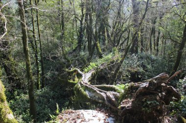 Kalıntı biyosfer rezerv Kafkas.