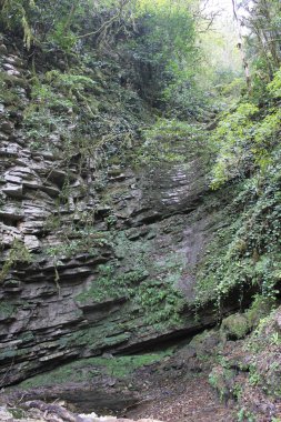 Kalıntı biyosfer rezerv Kafkas.