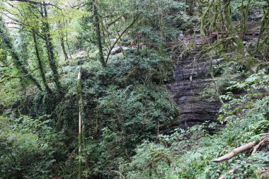 Kalıntı biyosfer rezerv Kafkas.