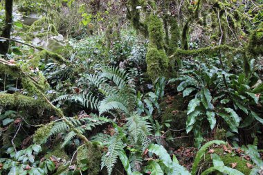 Kalıntı biyosfer rezerv Kafkas.