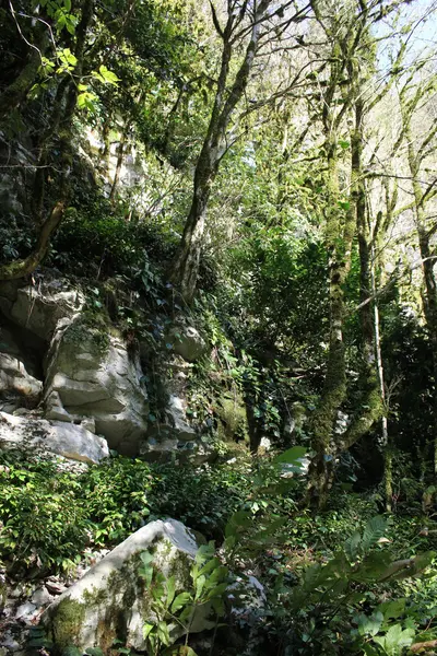 Riserva della Biosfera Reliquia Caucasica . — Foto Stock