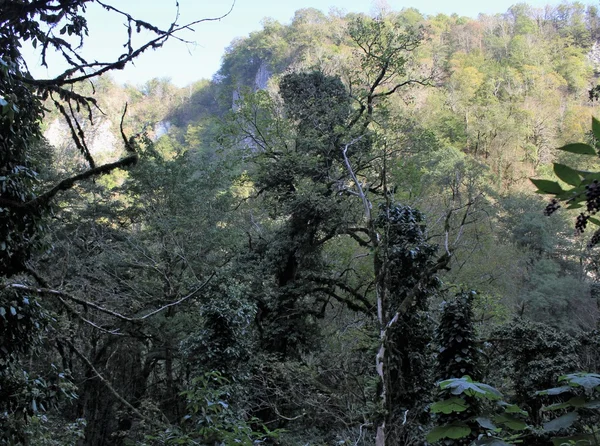 Reliquia Reserva de la Biosfera Caucásica . — Foto de Stock