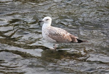 Martılar nehrinde balık için arıyorsunuz