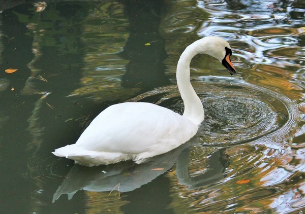 White Swan large — Stock Photo, Image