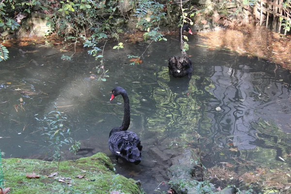 Um par de cisnes negros — Fotografia de Stock