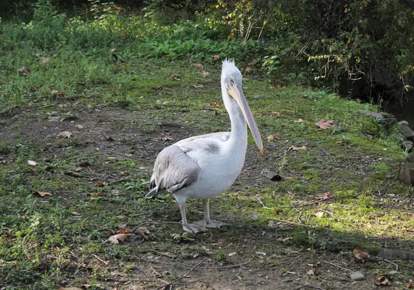 Weißpelikan — Stockfoto