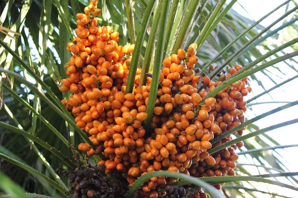 Пальмовые пучки — стоковое фото