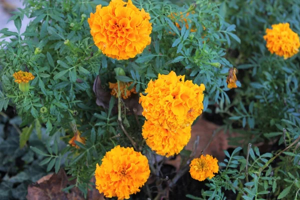 Sárga-narancs Marigolds — Stock Fotó
