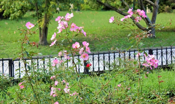 玫瑰灌木在庭院 — 图库照片