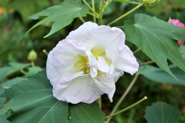 Flores blancas Arbusto — Foto de Stock
