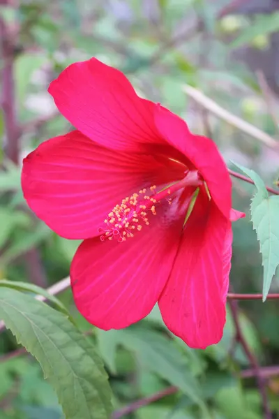 A park déli piros virágok — Stock Fotó