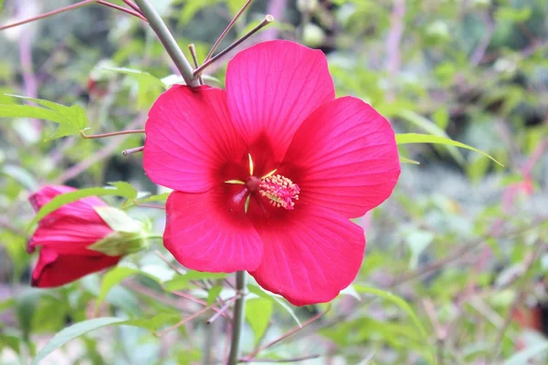 Південний червоні квіти у парку — стокове фото