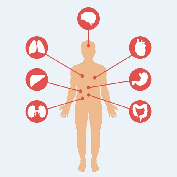 Affiche Médicale Représentant Anatomie Humaine Organes Internes Sur Fond Bleu — Image vectorielle