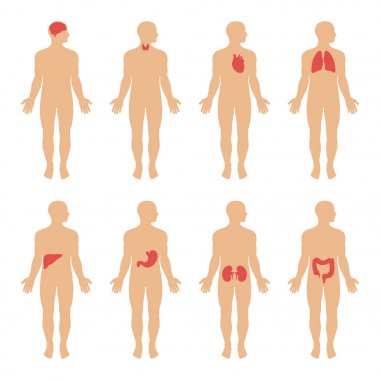 insan vücudu anatomisi, tıbbi organ sistemi,