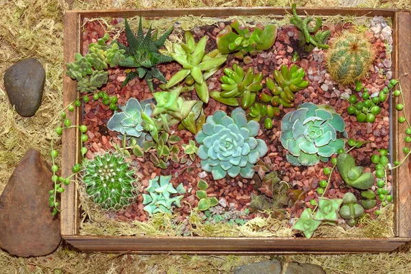 Domácí Mini Šťavnaté Kaktusová Zahrada Tmavé Dřevěné Krabičce Zdobené Rockem — Stock fotografie