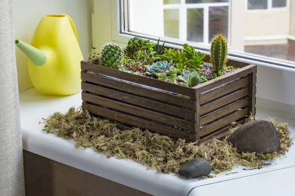 Inicio Mini Jardín Suculento Cactus Arreglado Caja Madera Oscura Decorada — Foto de Stock