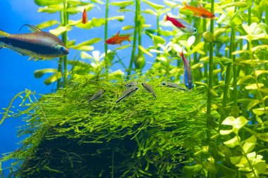Corydoras pygmaeus (Pigme Cory) ile diğer balıkçı ekili tropikal tatlı su akvaryum grup