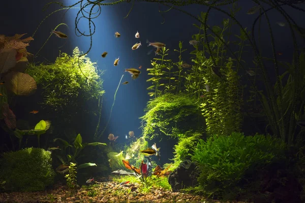 Planted Large Tropical Fresh Water Aquarium Small Fishes Low Key — Stock Photo, Image