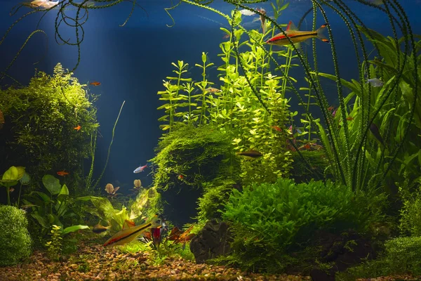 Planted Large Tropical Fresh Water Aquarium Small Fishes Low Key — Stock Photo, Image