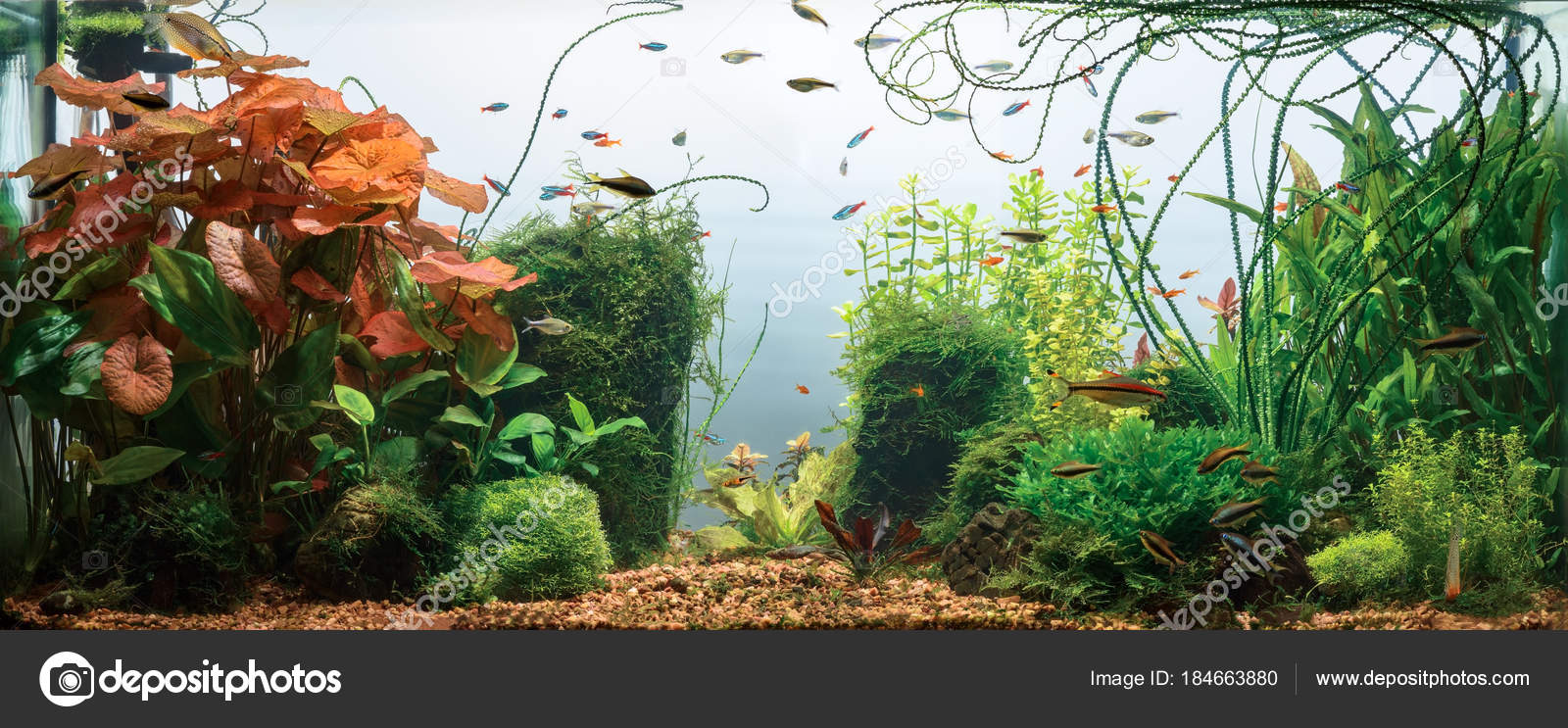 Unduh 76 Koleksi Background Aquarium White Gratis