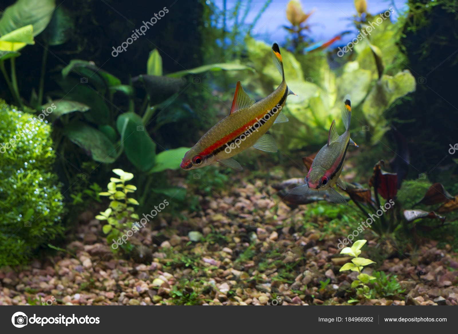 Paire Barbillons Denison Puntius Denisonii Dans Aquarium Eau