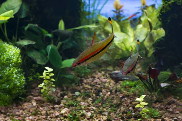 Paar Stachelbarben Puntius Denisonii Bepflanzten Tropischen Süßwasseraquarien — Stockfoto