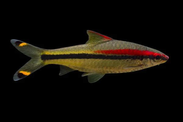 Tropical Sötvatten Fisk Denison Barb Puntius Denisonii Isolerade Svart Bakgrund — Stockfoto