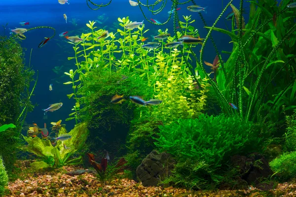 Vida Submarina Acuario Tropical Agua Dulce Plantado Con Peces Pequeños — Foto de Stock